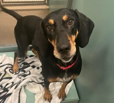 Nonpareil pet pics Luna 1.14.23.jpeg